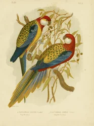 Rosella parkiet of oostelijke rosella, 1891